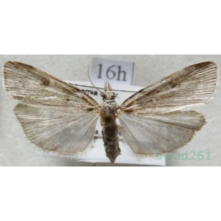 Scoparia subfusca Haworth, 1811 Zamiotka płowa Czech16h